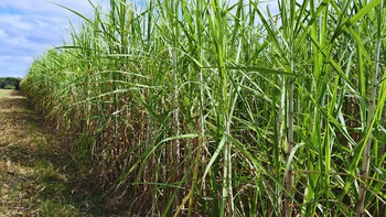 Optimismo de UCIT para la zafra, pero hay cautela por el costo del gasoil