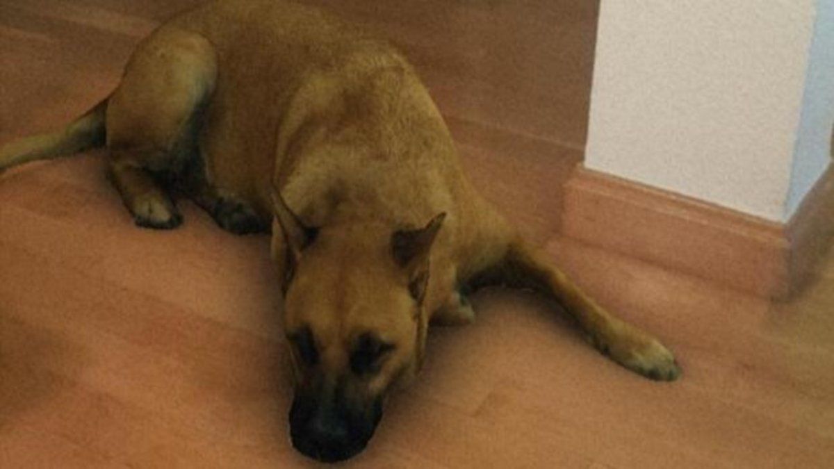 Cómo funciona el filtro del perro