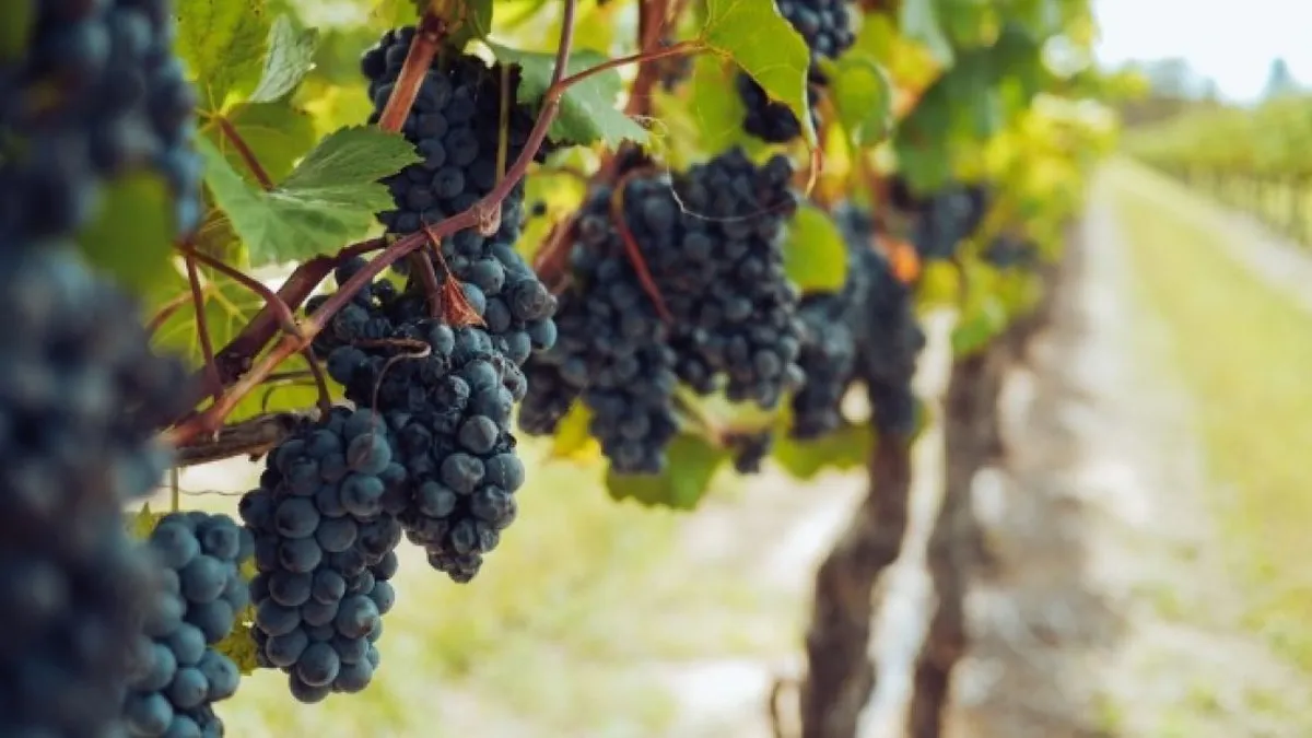 Productores vitivinícolas aún no recibieron los subsidios nacionales