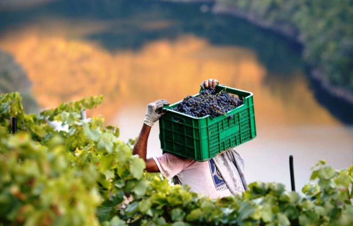 Productores vitivinícolas: El Gobierno aprobó crédito por u$s40 millones