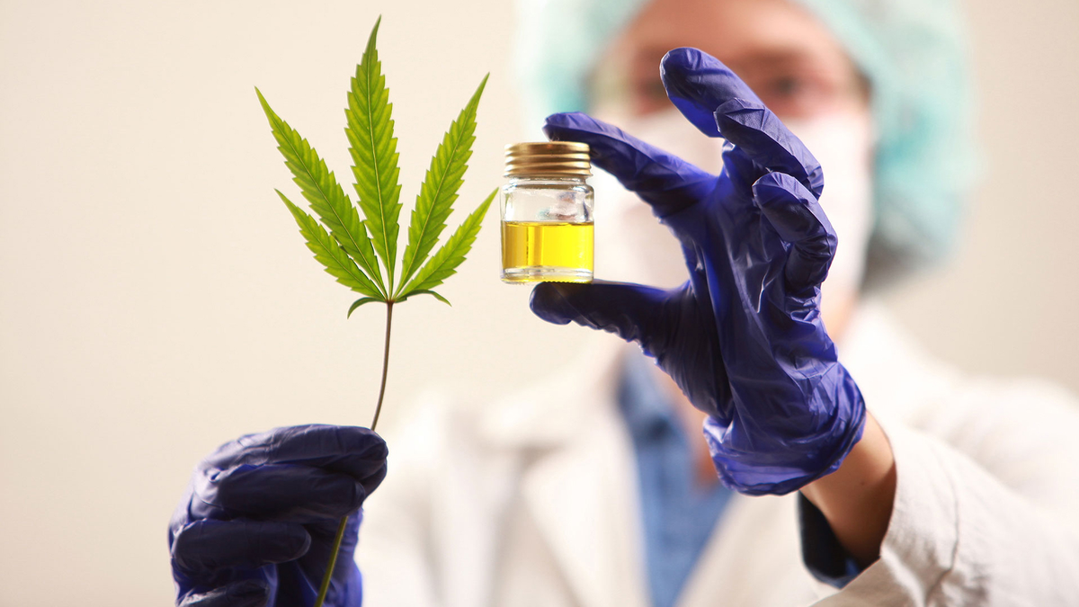 La Universidad de San Luis desarrollará Cannabis medicinal