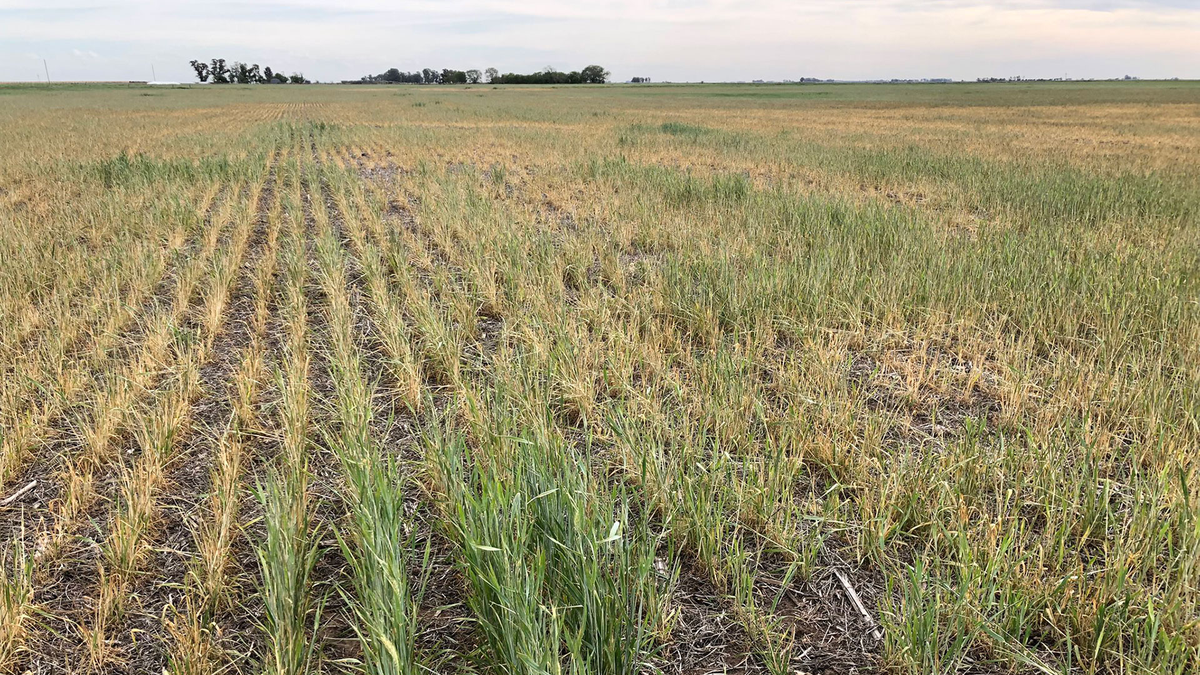 Advierten que la siembra de trigo bajará por la sequía