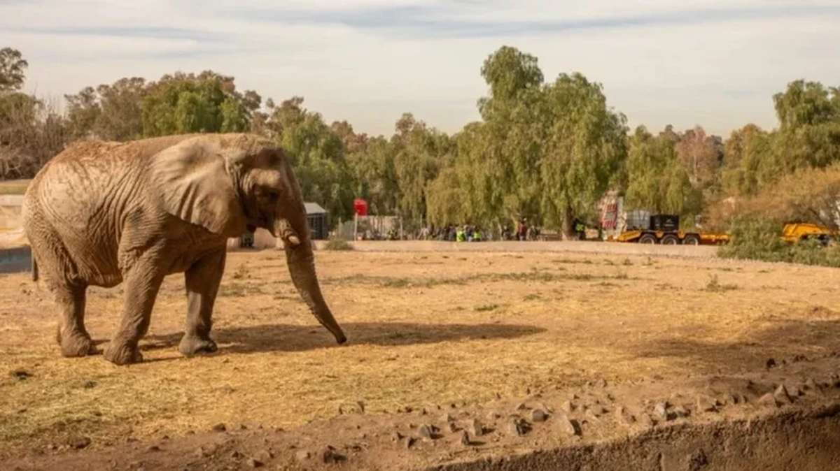 La última elefanta en cautiverio de la Argentina, llegó al santuario de Brasil