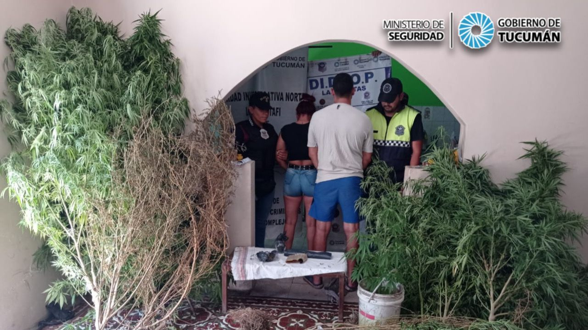 Secuestraron Plantas De Marihuana En Un Allanamiento