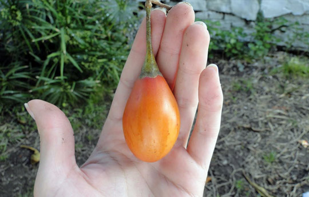 El tomate chilto se encuentra en el noroeste argentino. 