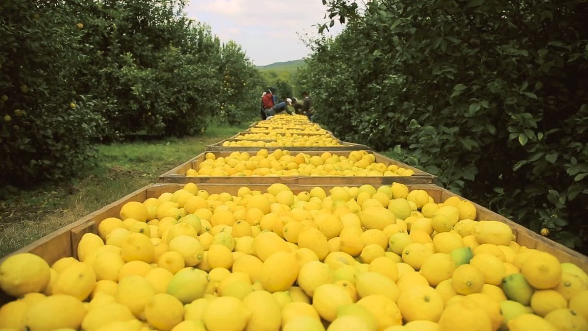 Más de 300 mil toneladas de limones quedarán sin cosechar en el NOA.