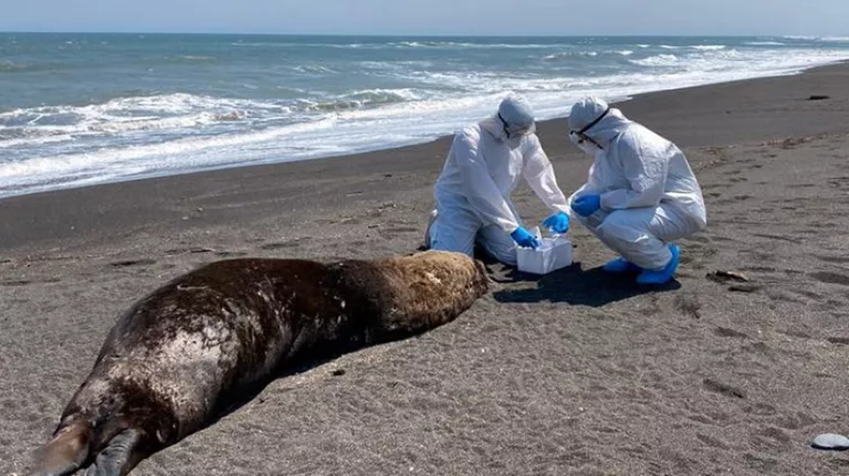 Gripe Aviar: ya son 78 los mamíferos marinos muertos