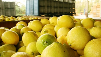 Citrus: prevén para 2026 una cosecha superior, pero las lluvias preocupan