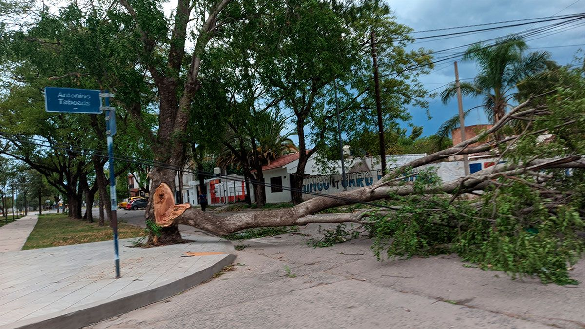 Termas de Río Hondo: fuertes vientos provocaron caídas de árboles