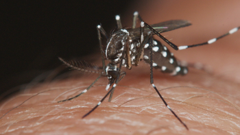 Se confirmaron 77 nuevos casos de chikungunya en la última semana