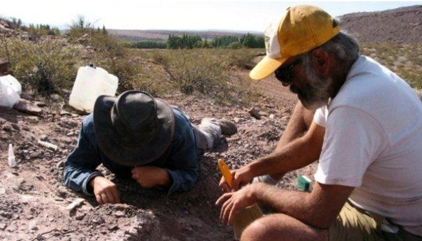 Encontraron una nueva especie de dinosaurio en Neuquén