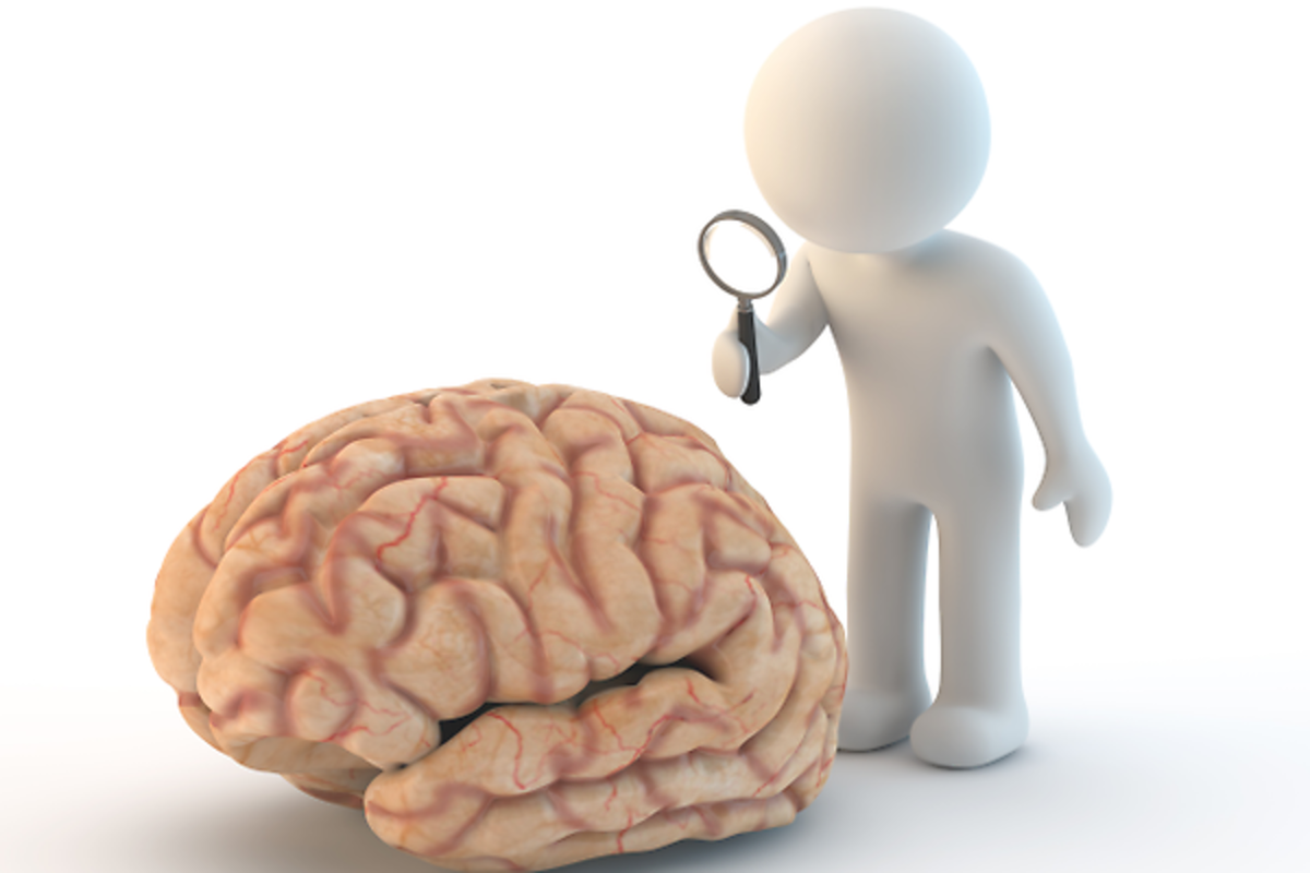 Día Mundial del cerebro: se realizarán jornadas de concientización