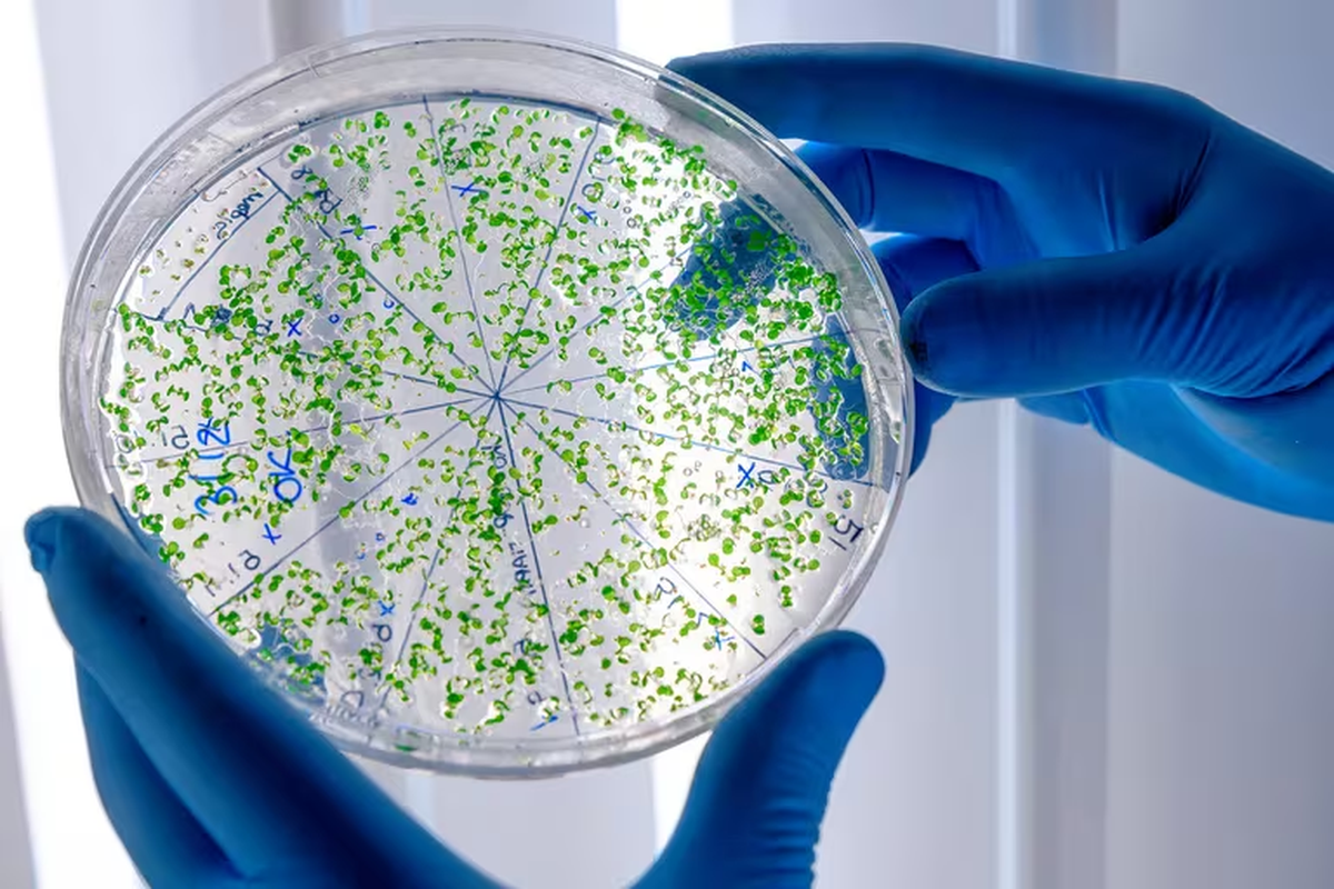 Micropl&aacute;sticos representan una amenaza para la salud de seres humanos y animales (Freepik)