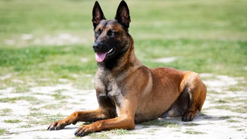 Perros para detectar HLB: 