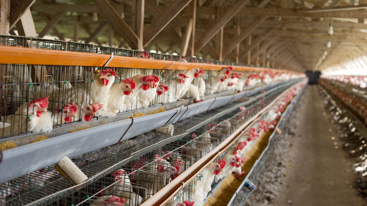 Gripe aviar: suman 42 los casos en todo el país