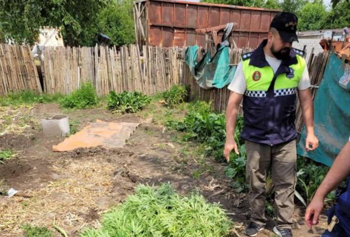 Concepción: Secuestraron plantas de marihuana y un auto