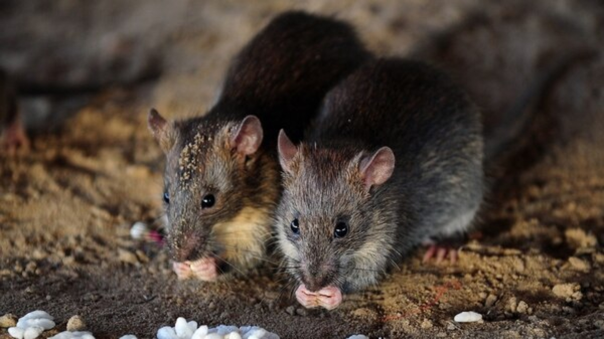 Nueva York: brote de una rara enfermedad vinculada con ratas