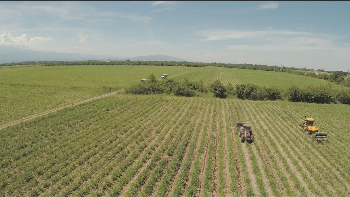 Avanza la zafra azucarera 2024 en Tucumán Avanza la zafra azucarera 2024 en Tucumán
