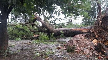 El Chañar: cayó un árbol de gran porte por el temporal