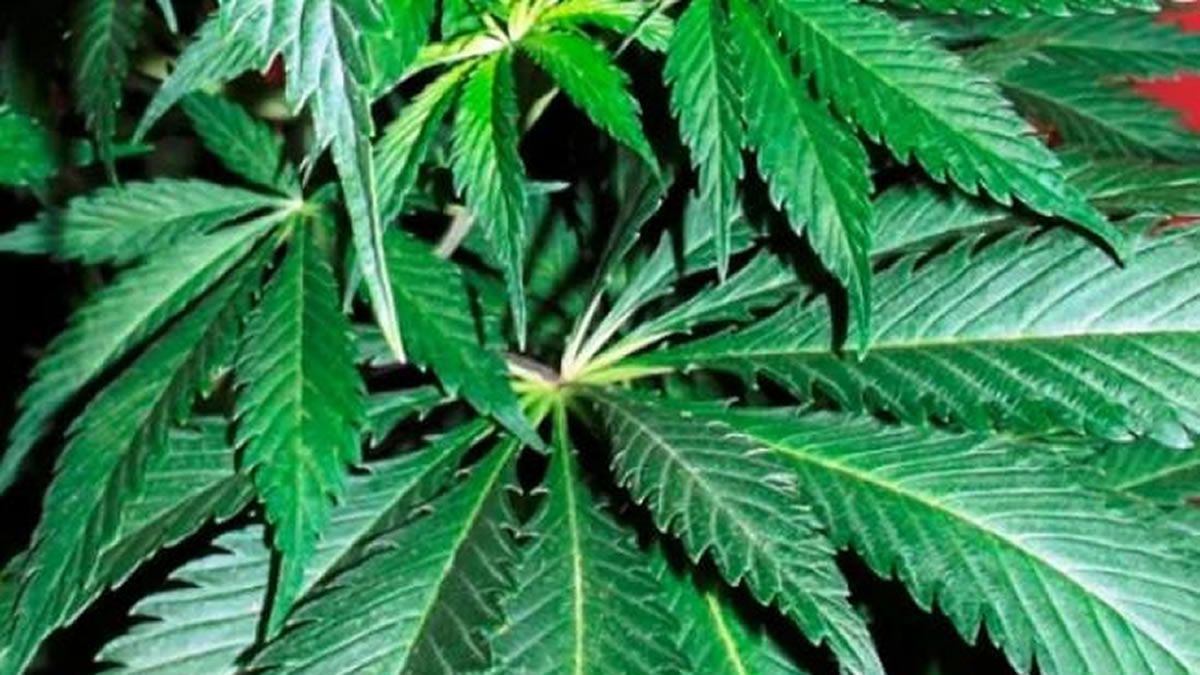 Tras un allanamiento encontraron cinco plantas de marihuana