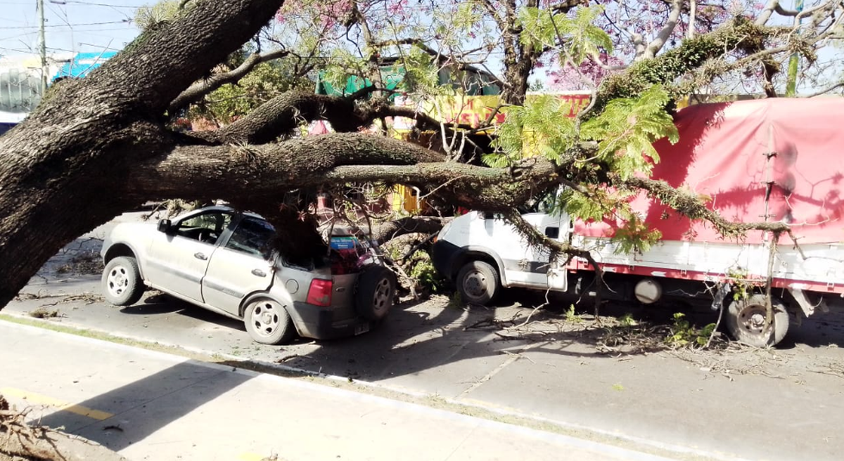 Cayó un árbol encima de dos vehículos