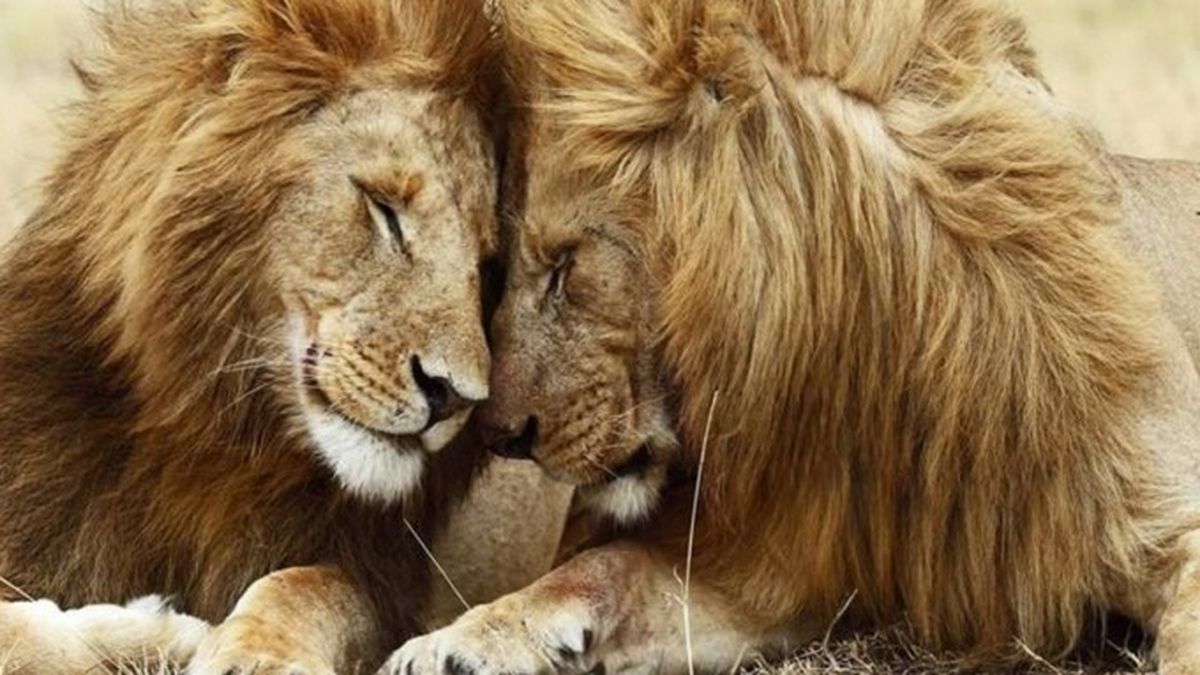 La historia de amor entre dos leones homosexuales