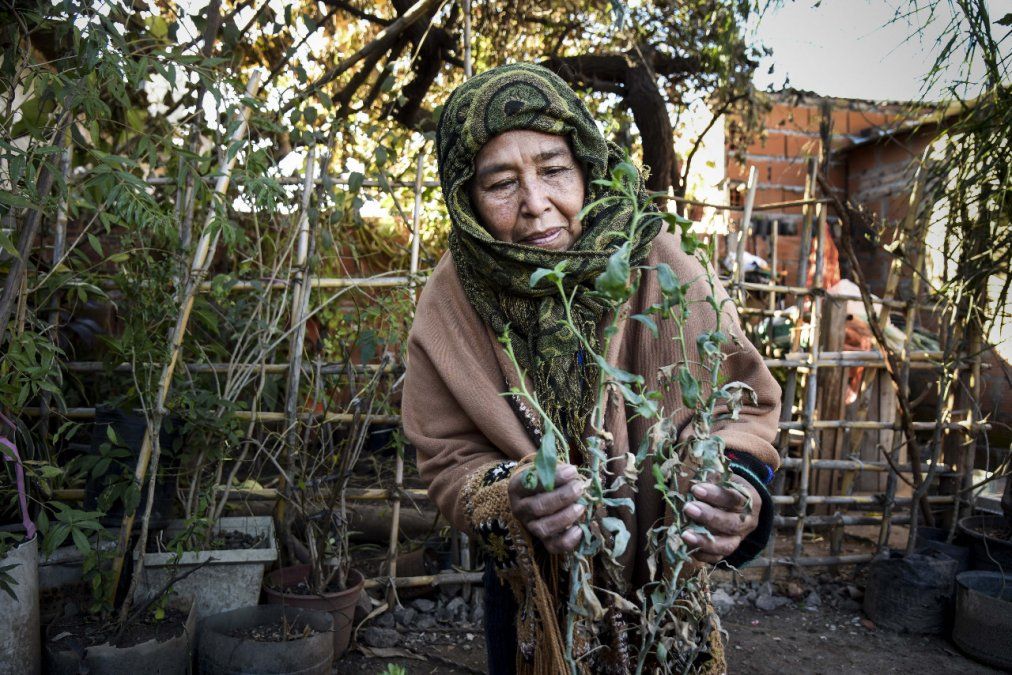 La ruda "cura todos los males" aseguran quienes defienden la tradici&oacute;n.