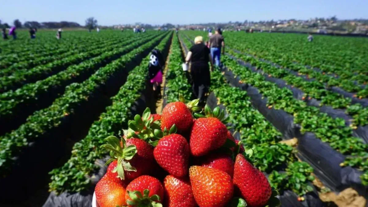 La cosecha de frutilla en Tucumán enfrenta un año atípico por las lluvias