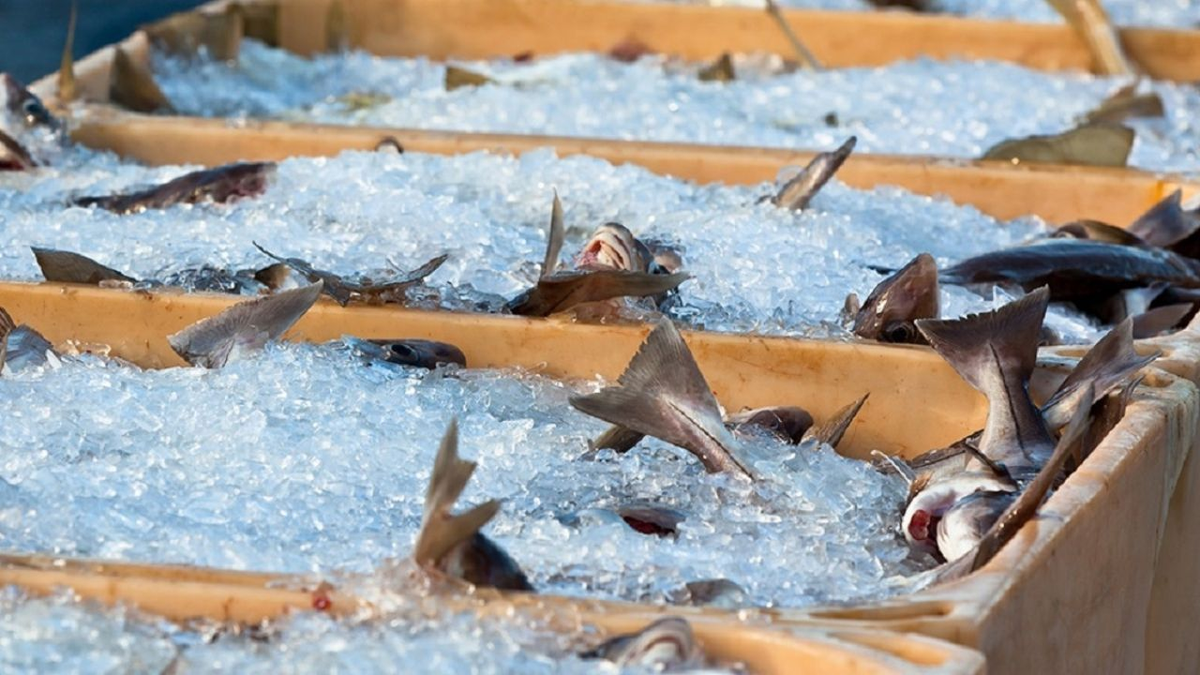 Alarma en Santa Fe por peces contaminados en el río Salado