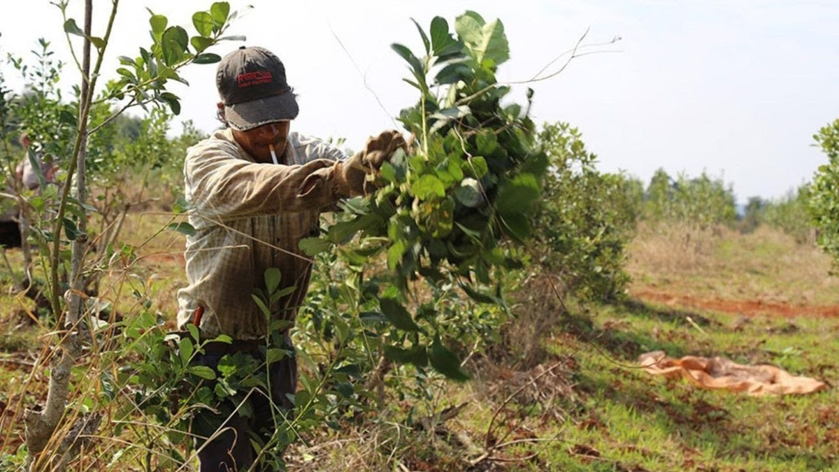 Superintendencia de Salud confirmó intervención de la obra social de peones rurales y estibadores. Foto; Economis  