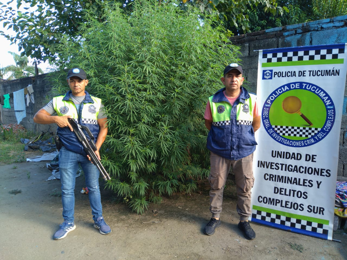 Detenido por resistencia a la autoridad y cultivar marihuana en el fondo de la casa. (Foto: Secretaría de Estado de Comunicación Pública) Detenido por resistencia a la autoridad y cultivar marihuana en el fondo de la casa. (Foto: Secretaría de Estado de Comunicación Pública)