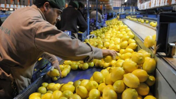 El limón tucumano vuelve a despegar y apuesta fuerte al mercado europeo