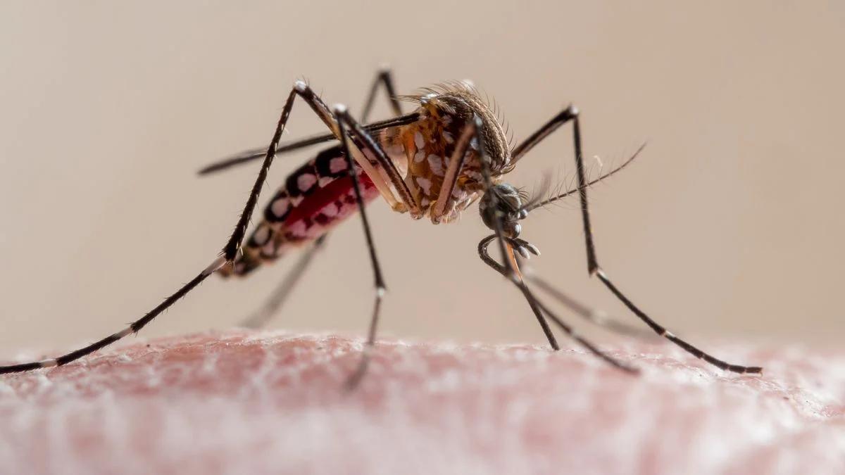Salud emitió una alerta epidemiológica por el dengue y chikungunya