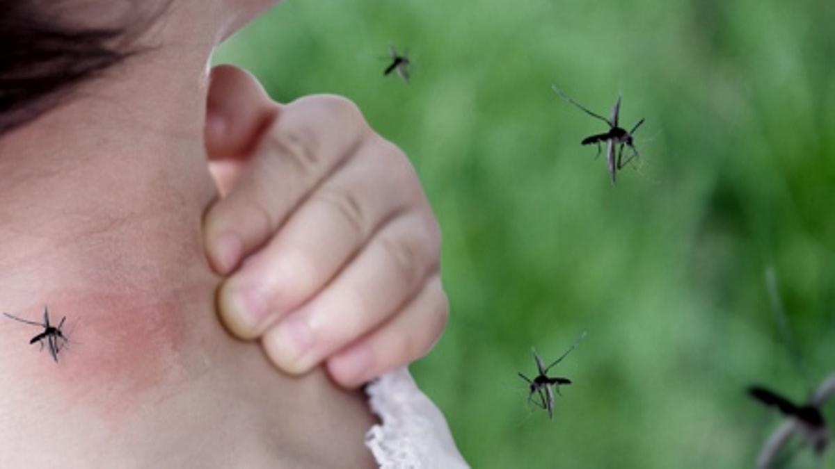 Dengue: Tucumán es la provincia más afectada en el norte