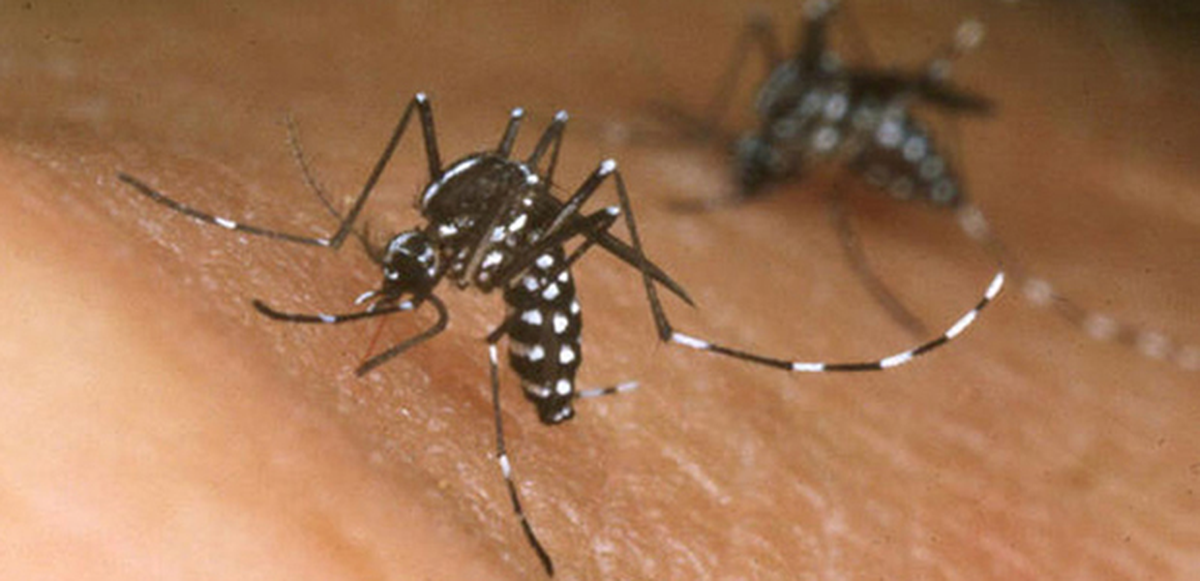 Aumentan los casos de dengue en la provincia.