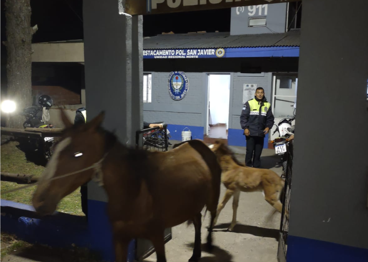 San Javier: la Polic&iacute;a secuestr&oacute; cinco equinos.