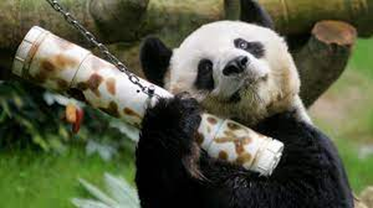 A los 35 años, murió el panda en cautiverio más longevo