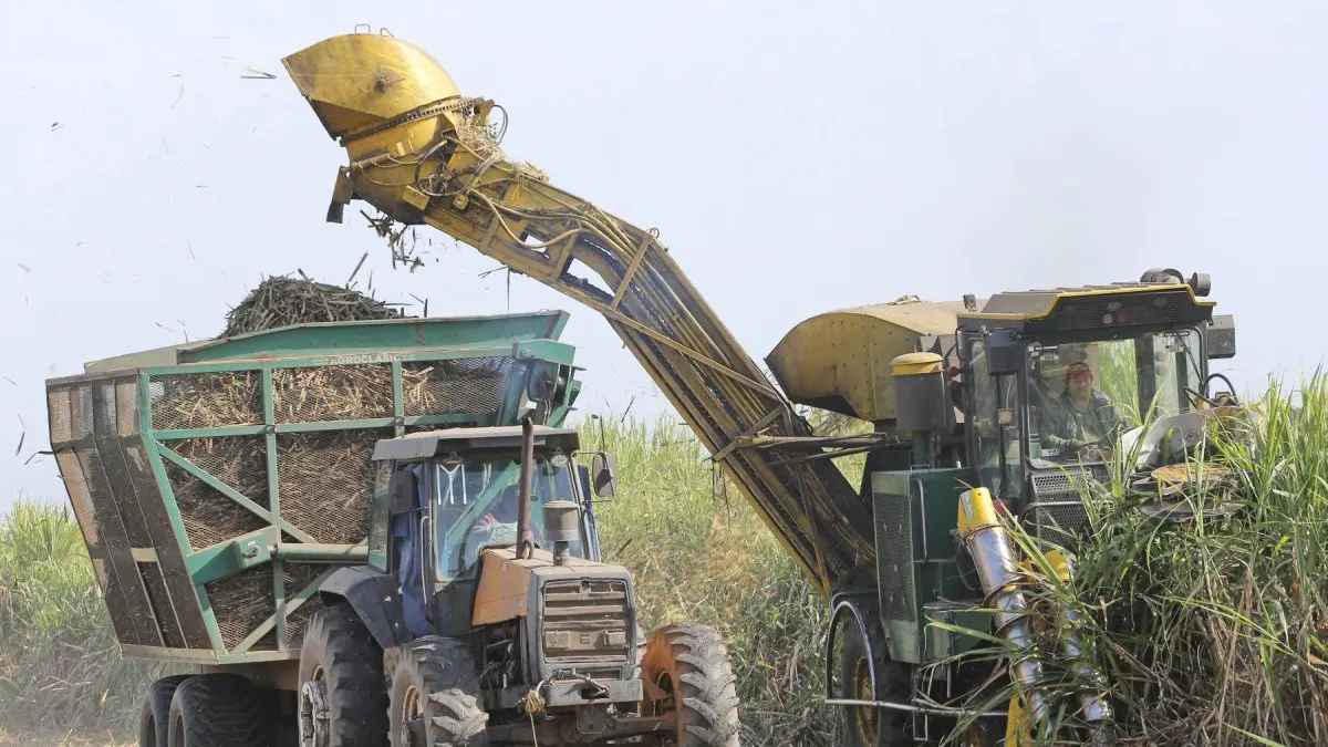 Las heladas afectan el rendimiento de la caña de azúcar.