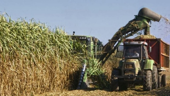Zafra 2026: prevén mucha caña pero con retraso en la producción de azúcar