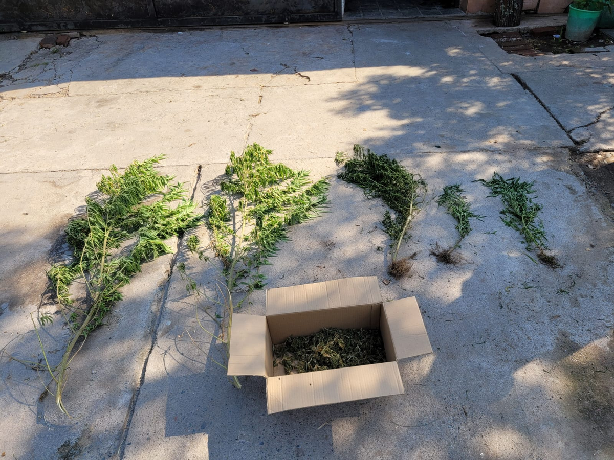 La Policía encontró cinco plantines de marihuana y flores de esa sustancia listas para el consumo. 