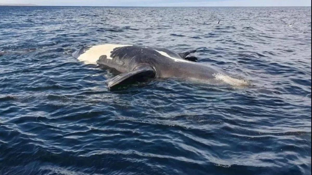 Ya son ocho las ballenas muertas en el Golfo Nuevo