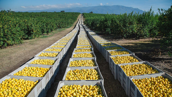 Las exportaciones de Tucumán crecieron un 17% en la última década