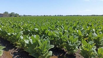 Pago de $213 millones a tabacaleros por cobertura contra adversidades climáticas