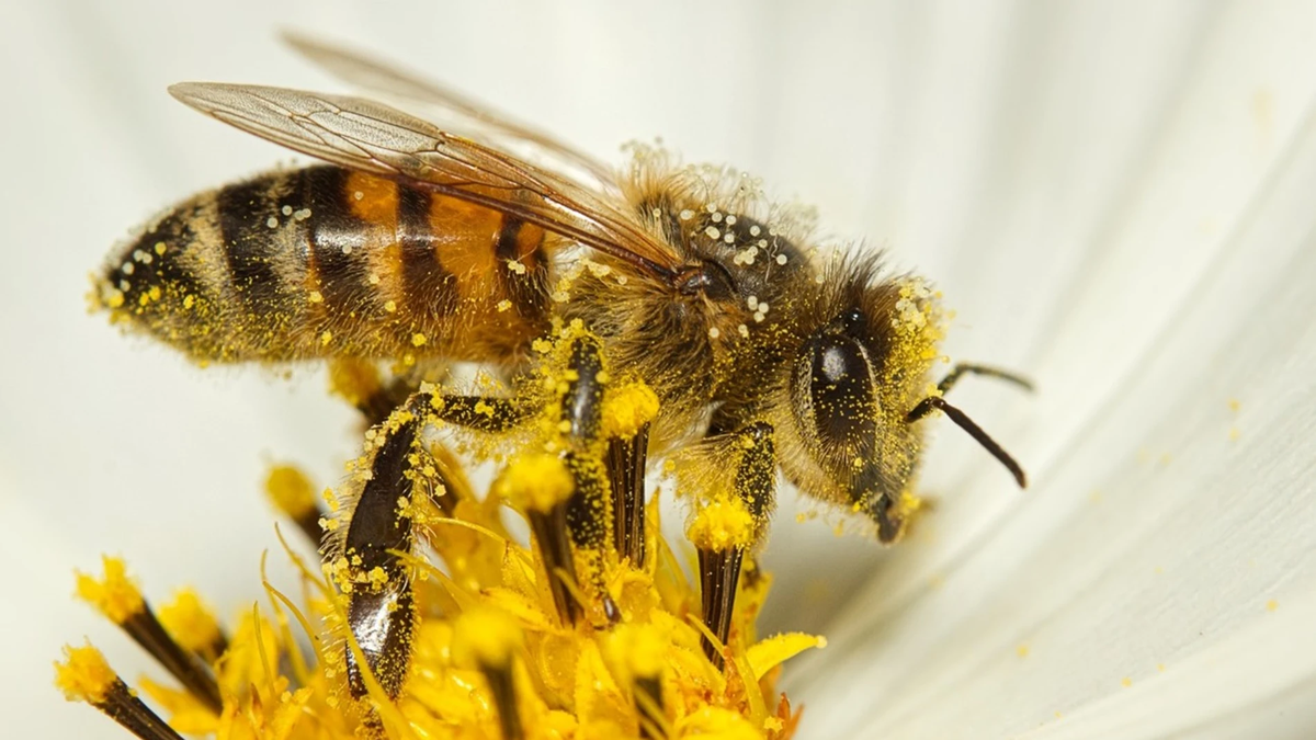 Las abejas están en peligro por el cambio climático