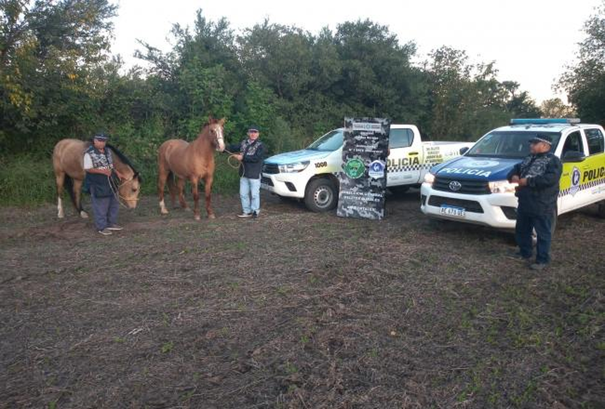 Recuperan dos caballos valuados en $300 mil que hab&iacute;an sido robados.
