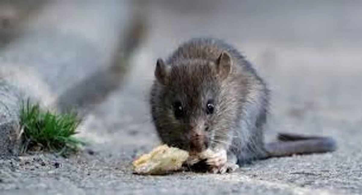 Este pequeño roedor es transmisor del hantavirus. Fotografía: Noticias Argentinas
