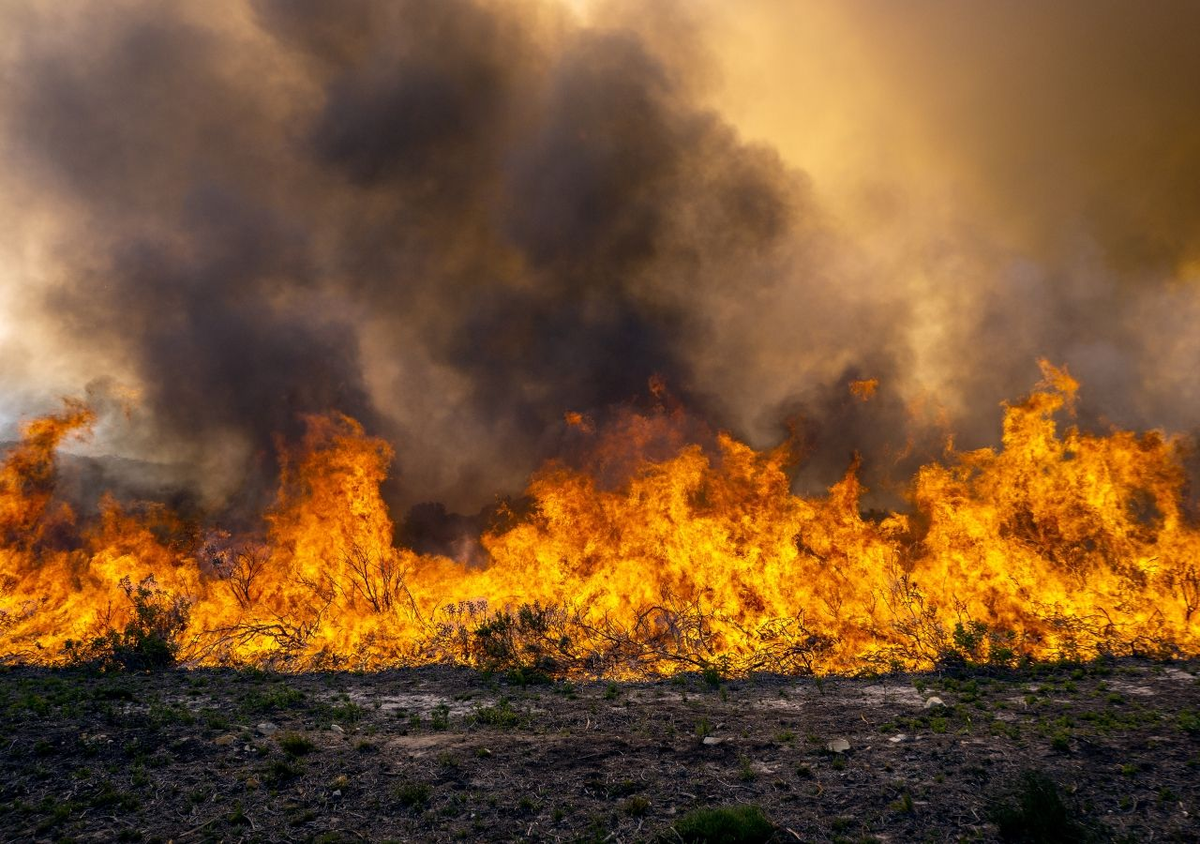 Incendios forestales consumieron más de 15.000 hectáreas.