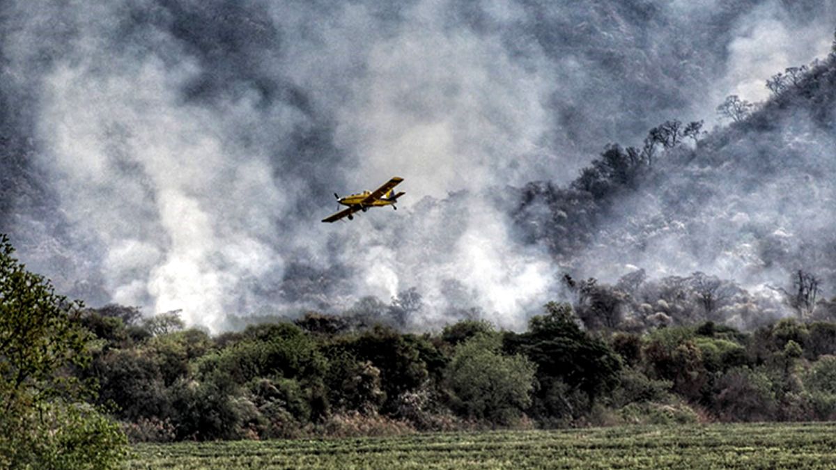 Tras Los Incendios Evalúan El Daño En La Flora Y La Fauna