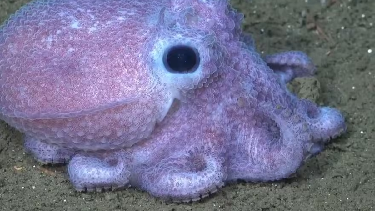 Nuevo streaming del Conicet muestra especies del fondo del mar