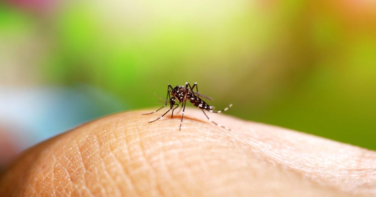 Dengue y los nuevos síntomas: Los cuadros son cambiantes